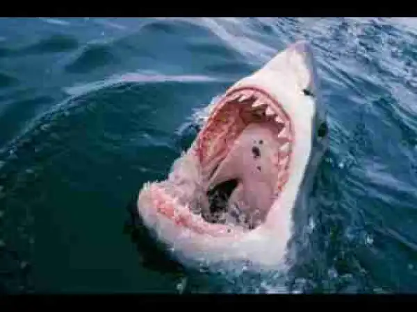 Video: TOP 10 SHARK ATTACKS || Shark attacks Man, Ship, SSharkl